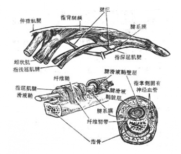 腱鞘炎患者